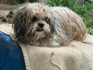 Shih Tzu Puppy
