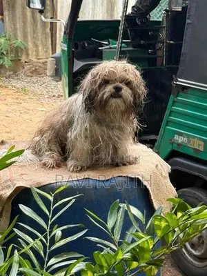 Shih Tzu Puppy