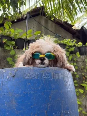 Shih Tzu Puppy