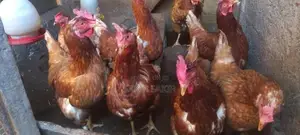 RIR Kikiliyo