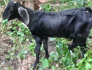 Male Goats