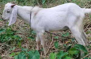 Male Goats
