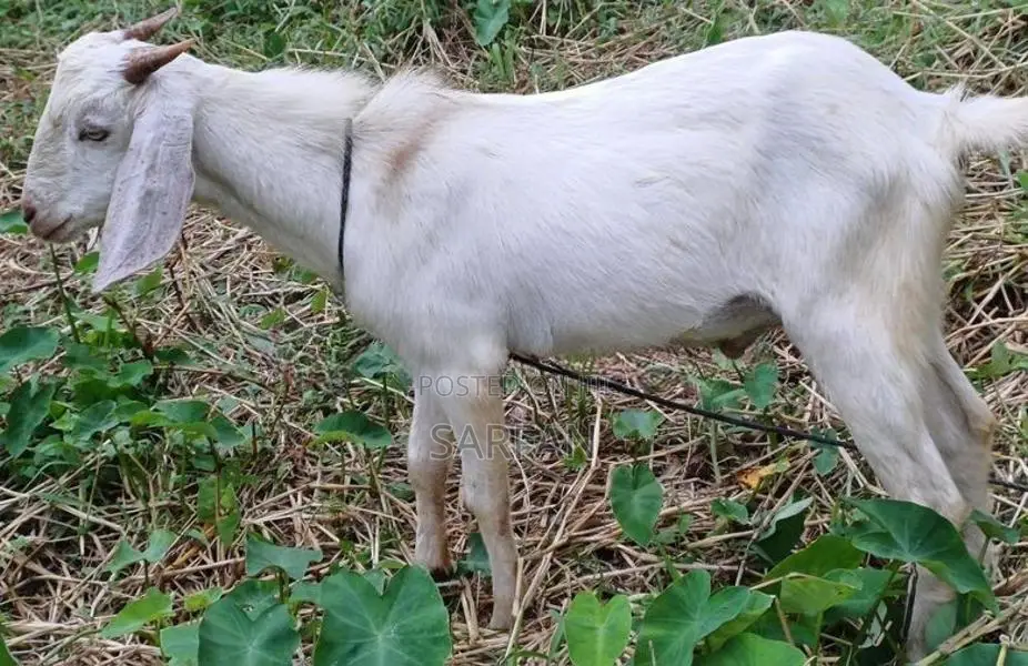 Male Goats