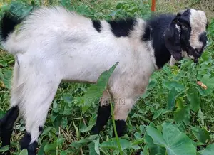 Male Goats