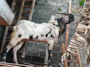 Male Goats