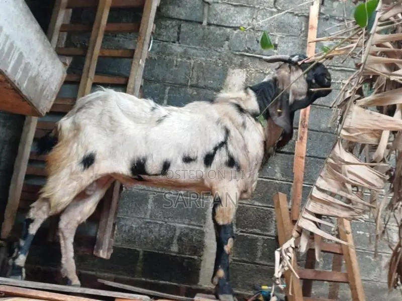 Male Goats
