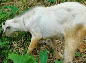 Male Goats