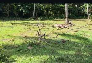 ☆ Hikkaduwa Kahawa Historyc Land for Sale ( RLS - 709)