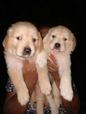 Golden Retriever puppies