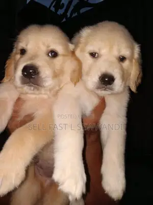 Golden Retriever puppies