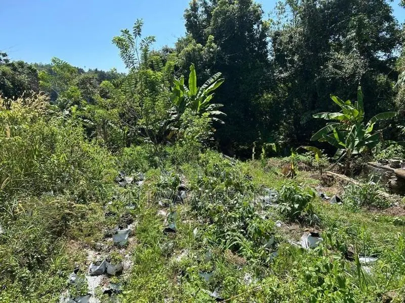 Land with 9000sqft Polytunnel Project, 7 Km to Ahangama Juntion