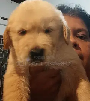 Golden Retriever puppies