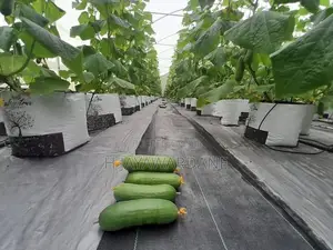 Land with 9000sqft Polytunnel Project, 7 Km to Ahangama Juntion