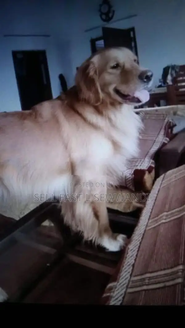 Golden Retriever puppies