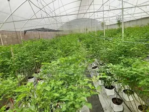 Land with 9000sqft Polytunnel Project, 7 Km to Ahangama Juntion