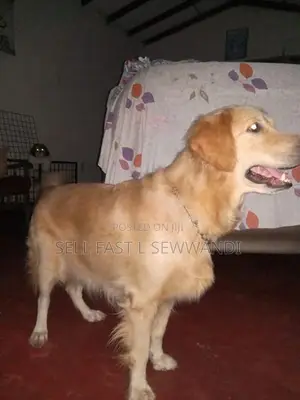 Golden Retriever puppies