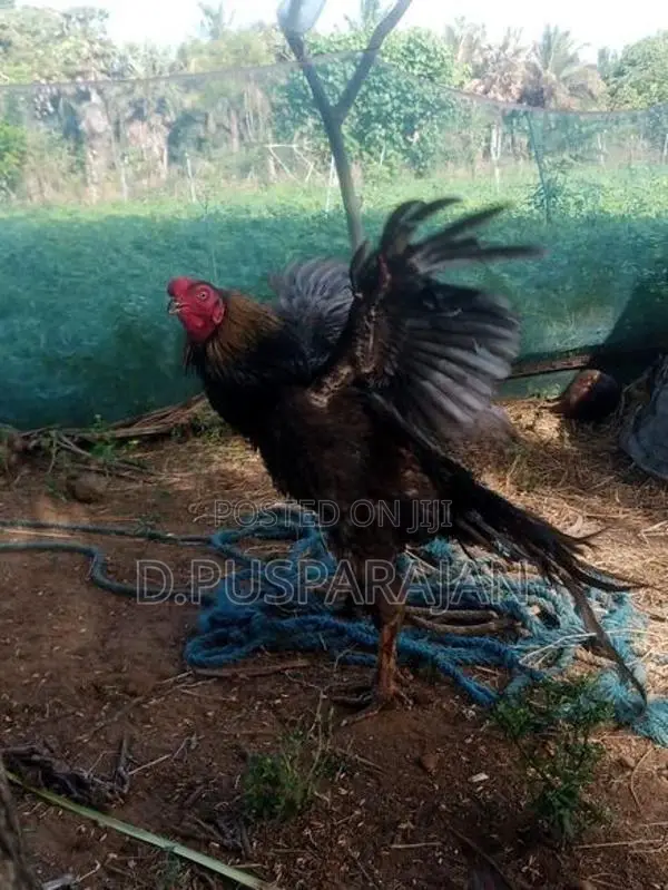 Velladiyan Rooster