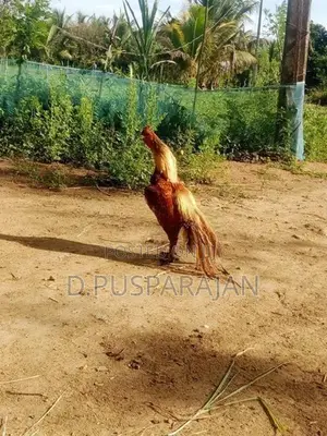 Velladiyan Rooster
