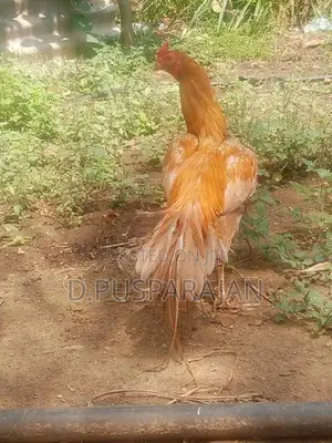Velladiyan Rooster