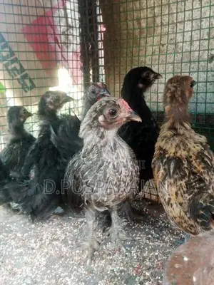 Velladiyan Rooster