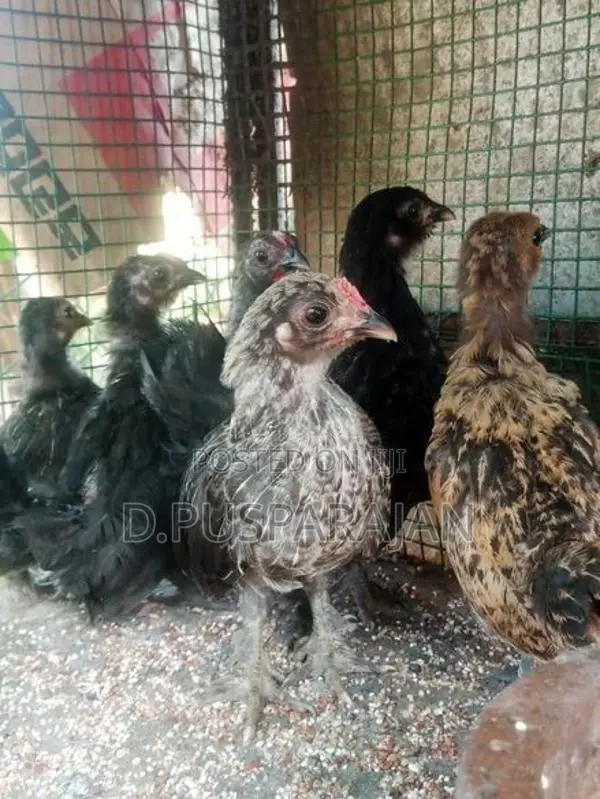 Velladiyan Rooster