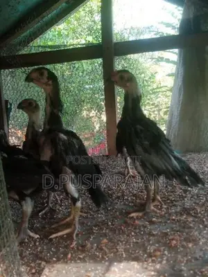 Velladiyan Rooster