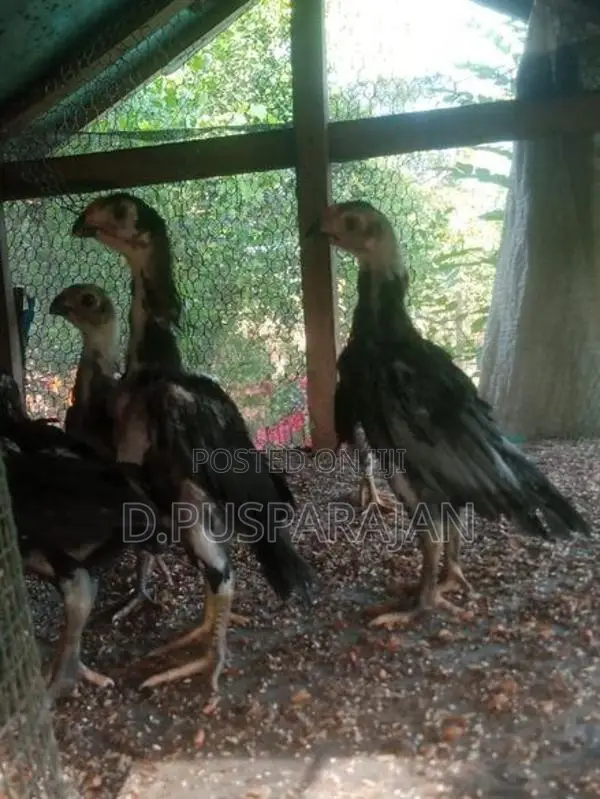 Velladiyan Rooster