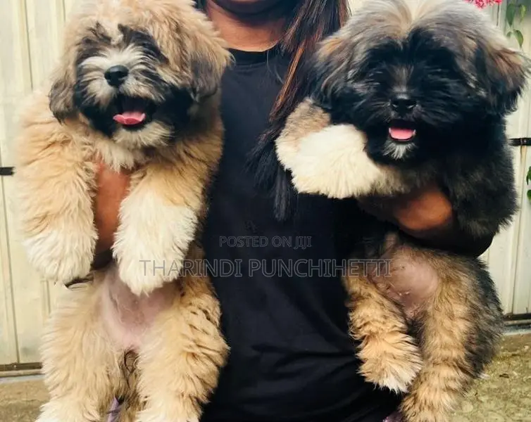 Shih Tzu Puppy