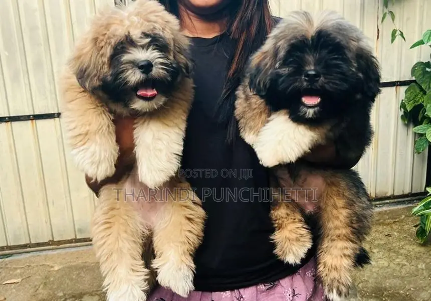 Shih Tzu Puppy