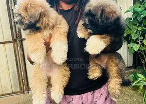 Shih Tzu Puppy
