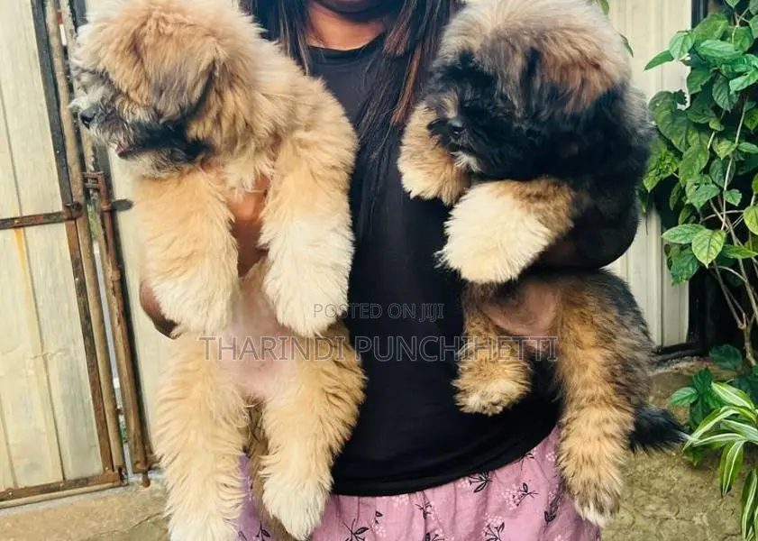 Shih Tzu Puppy
