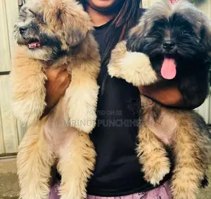 Shih Tzu Puppy
