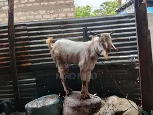 Farm Goat