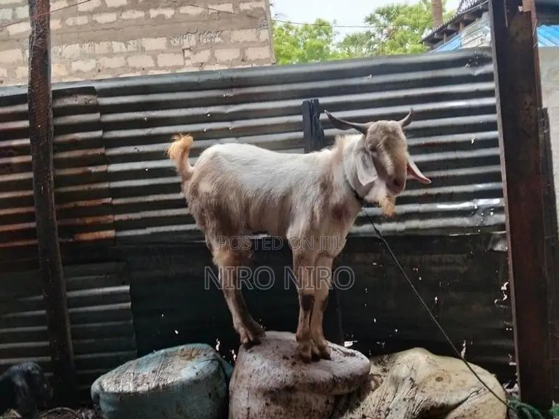 Farm Goat