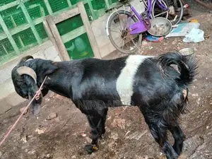 Farm Goat