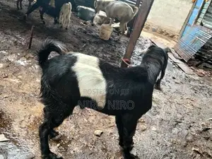 Farm Goat
