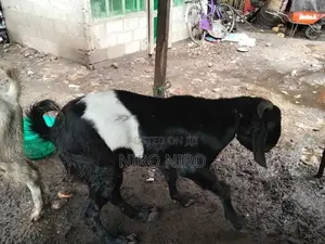 Farm Goat