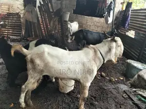 Farm Goat