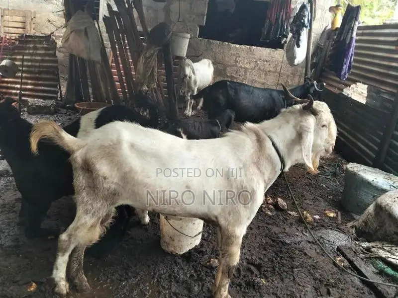Farm Goat