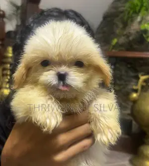 Shih Tzu Puppies