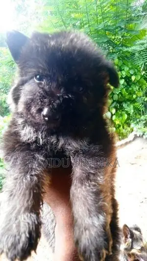 German Shepherd Puppies