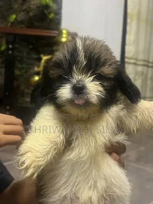 Shih Tzu Puppies
