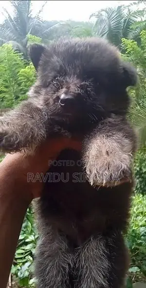 German Shepherd Puppies