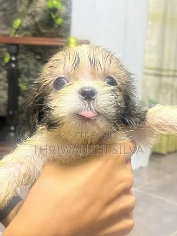 Shih Tzu Puppies