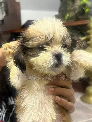 Shih Tzu Puppies