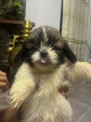 Shih Tzu Puppies