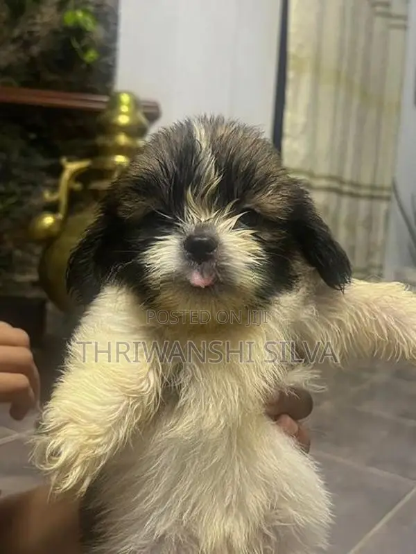 Shih Tzu Puppies