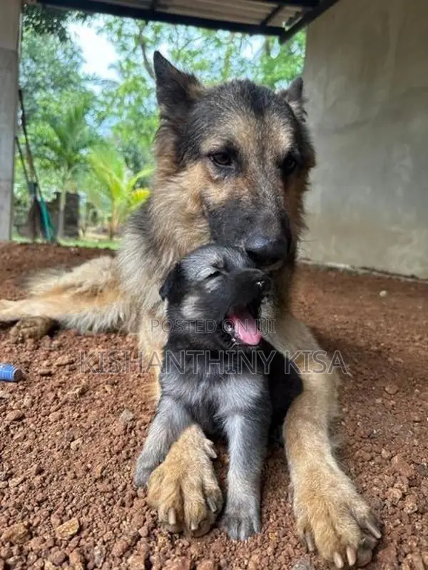 German Shepherd Puppies