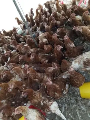 Farm Muttai Koli