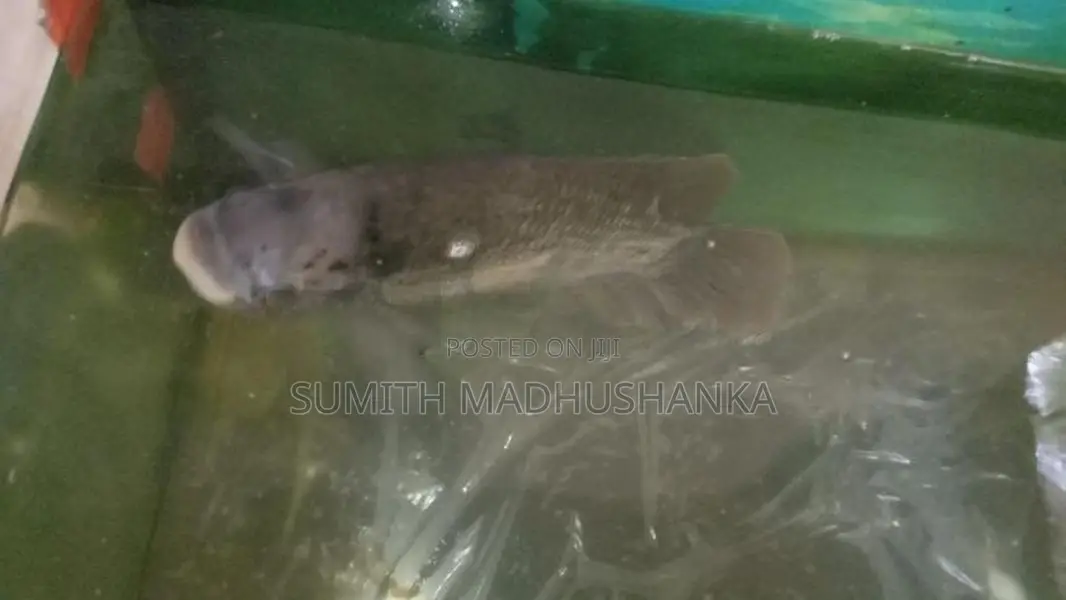Jam Gurami Fish